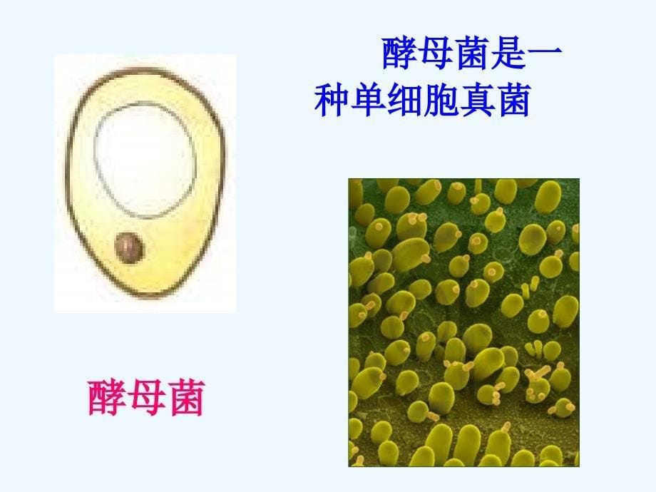 生物人教版七年级上册第2单元第2章第4节单细胞生物_第5页