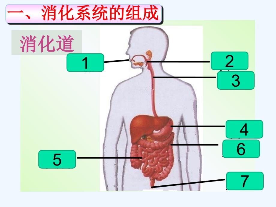 生物人教版七年级下册消化与吸收.2消化汇报课_第3页