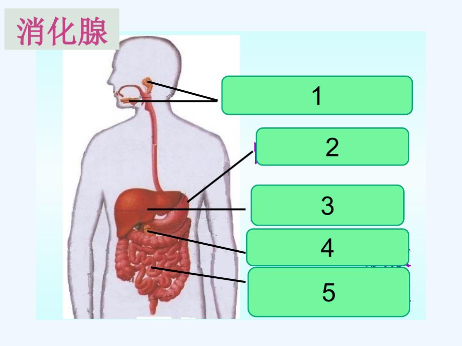 生物人教版七年级下册消化与吸收.2消化汇报课_第4页