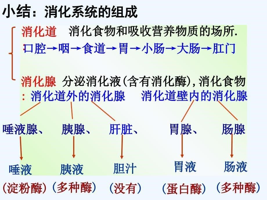 生物人教版七年级下册消化与吸收.2消化汇报课_第5页