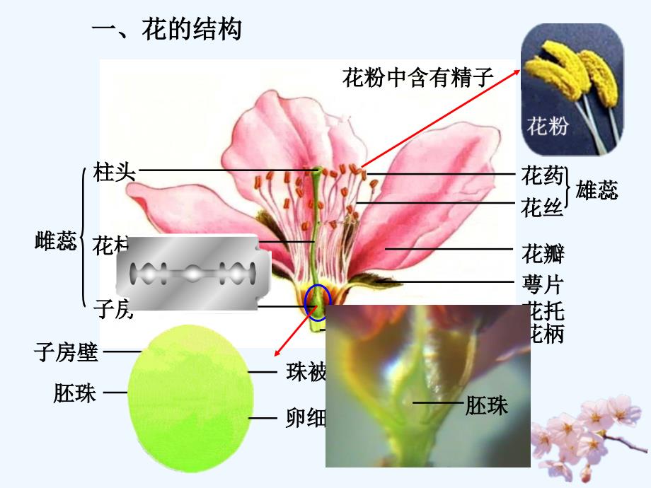 生物人教版七年级上册陈成金_第4页