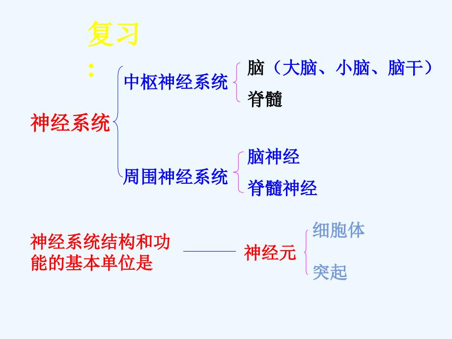 生物人教版七年级下册神经调节的基本方式教学ppt_第2页