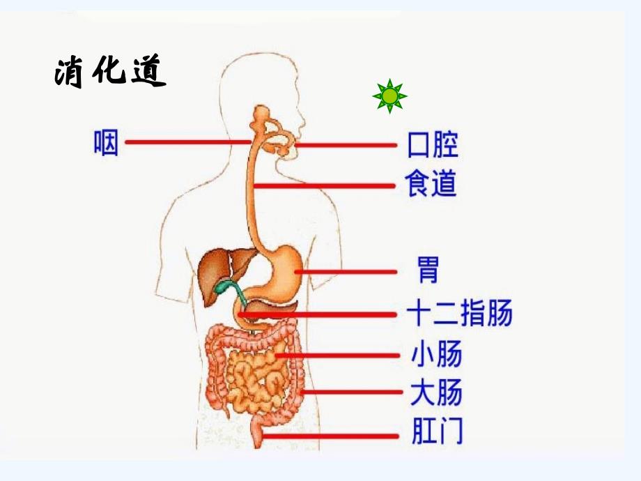 生物人教版七年级下册消化与呼吸_第4页