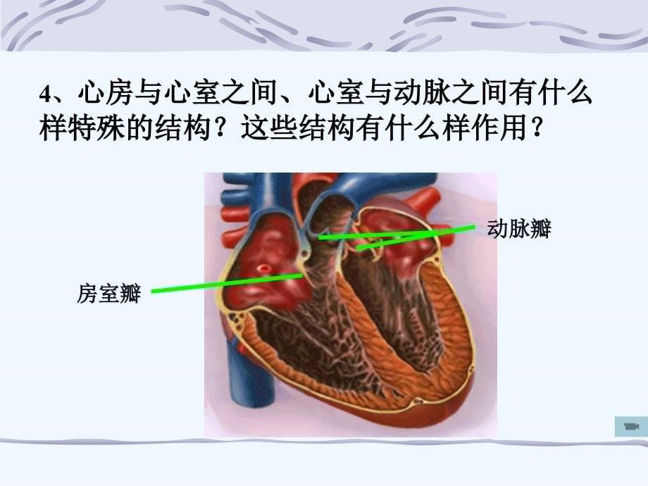 生物人教版七年级下册输送血液的泵——心脏ppt_第5页