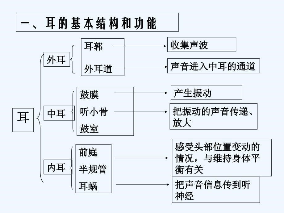 生物人教版七年级下册而和听觉_第5页