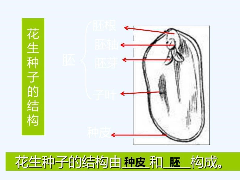 生物人教版七年级上册种子植物第一课时（观察种子的结构）_第5页