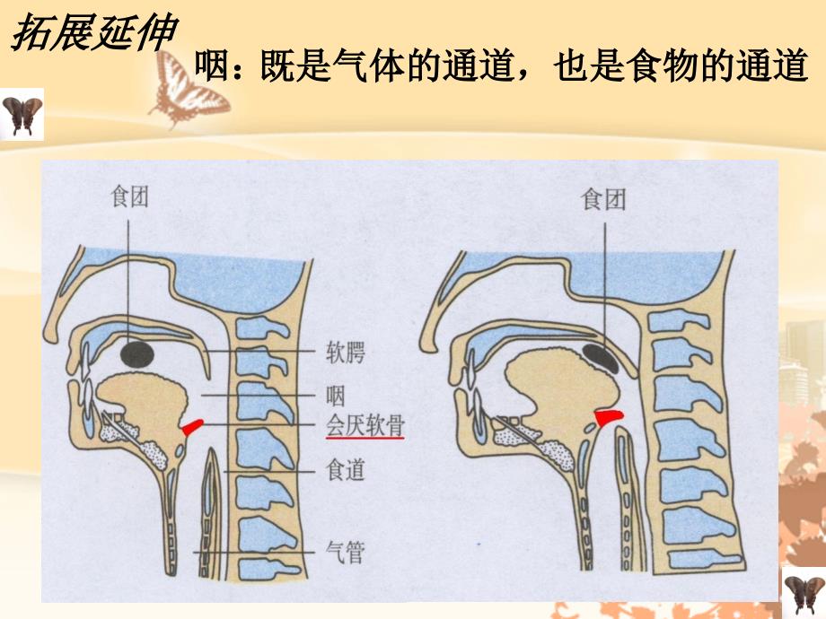 生物人教版七年级下册呼吸道个别器官的其他功能_第1页