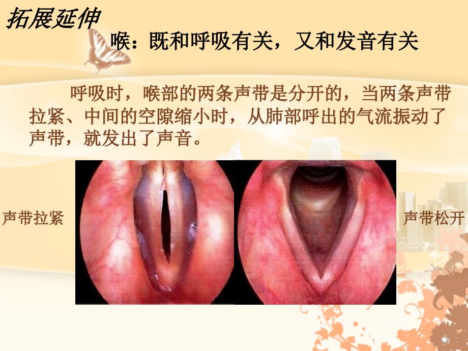 生物人教版七年级下册呼吸道个别器官的其他功能_第3页