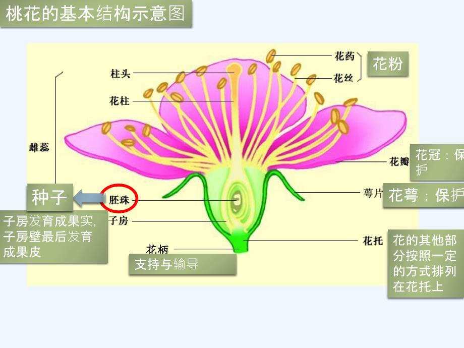 生物人教版七年级上册开花与结果（1）花的结构 林星_第4页