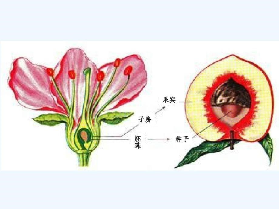 生物人教版七年级上册开花与结果（1）花的结构 林星_第5页