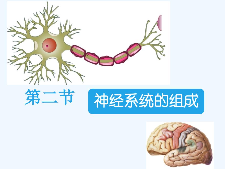 生物人教版七年级下册神经系统组成 课件_第2页