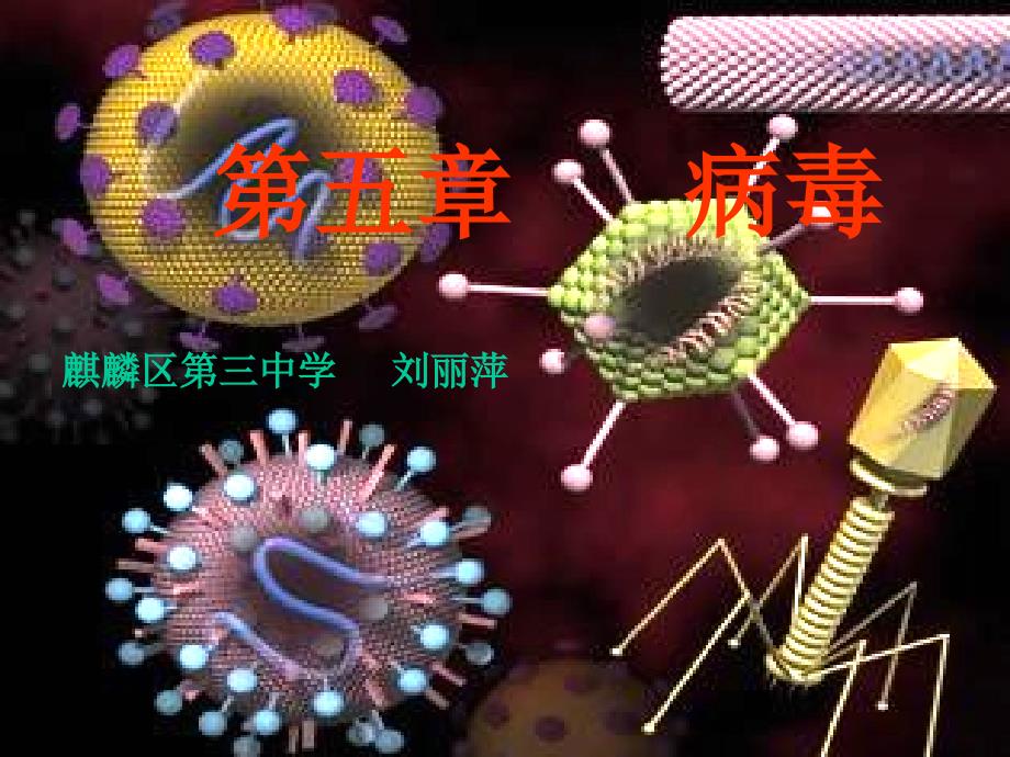 生物人教版七年级上册病毒.5病毒（共24张ppt）_第2页