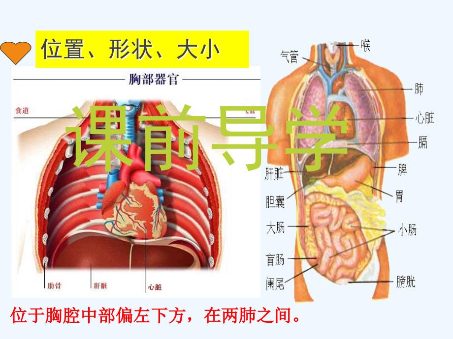 生物人教版七年级下册生物：4.4.3输送血液的泵——心脏_第2页