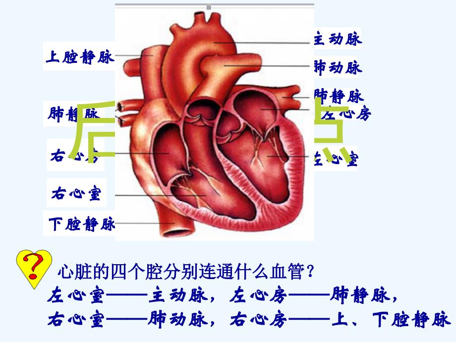 生物人教版七年级下册生物：4.4.3输送血液的泵——心脏_第4页