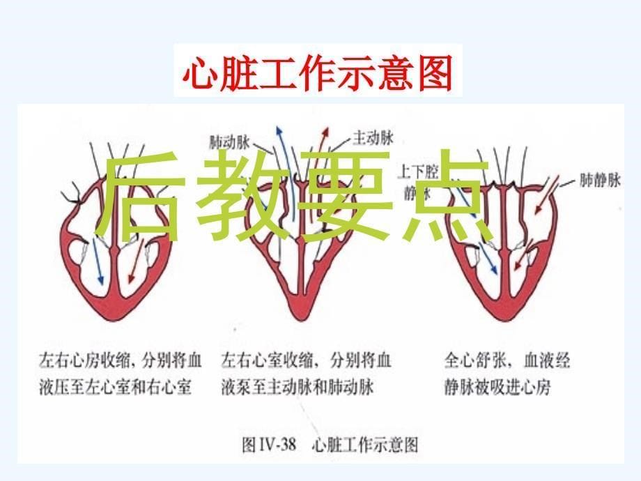 生物人教版七年级下册生物：4.4.3输送血液的泵——心脏_第5页