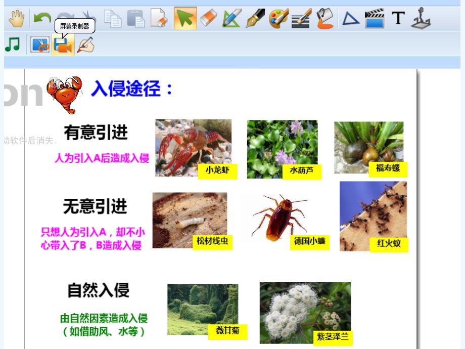 生物人教版七年级下册《生物入侵及其危害》电子白板课件截图_第4页