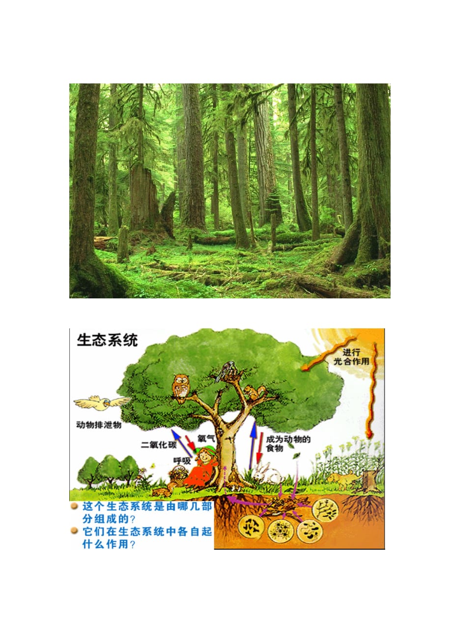 生物人教版七年级上册第二节 生物与环境组成生态系统 素材_第1页