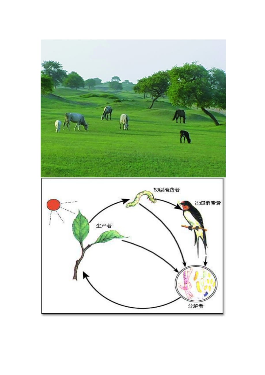 生物人教版七年级上册第二节 生物与环境组成生态系统 素材_第2页