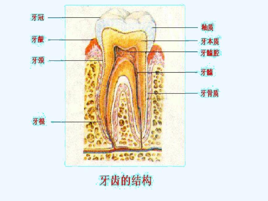 生物人教版七年级下册沙雅县第三中学阿迪拉·米吉提_第4页