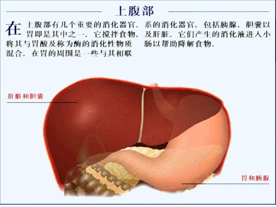 生物人教版七年级下册沙雅县第三中学阿迪拉·米吉提_第5页