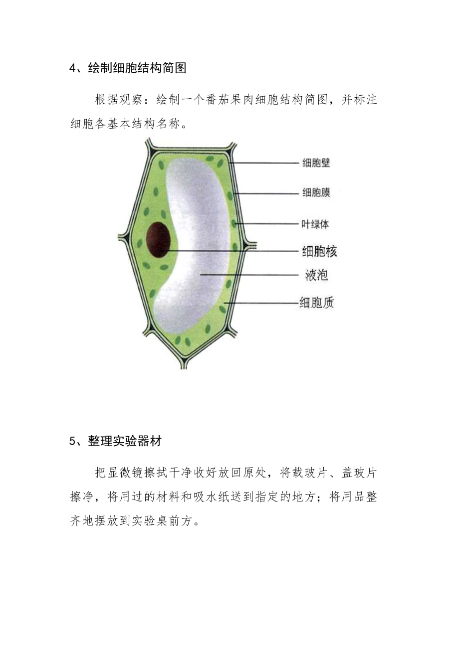 生物人教版七年级上册番茄果肉细胞观察_第4页