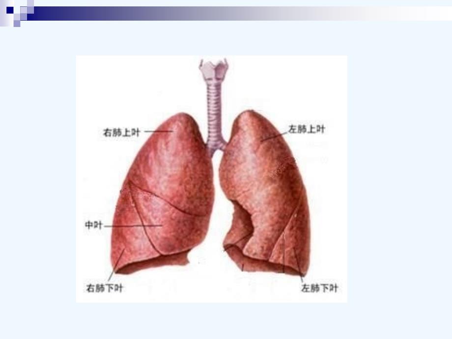 生物人教版七年级下册第二节发生在肺内的气体交换（第一课时课件）_第4页