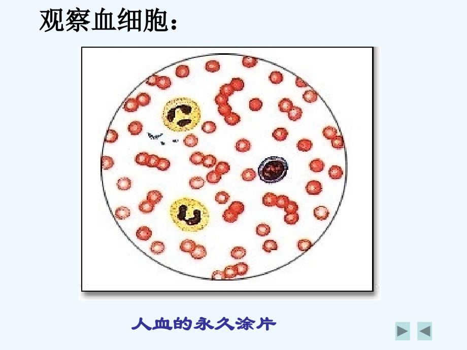 生物人教版七年级下册流动的组织---血液（第二课时 用显微镜观察人血涂片）_第3页