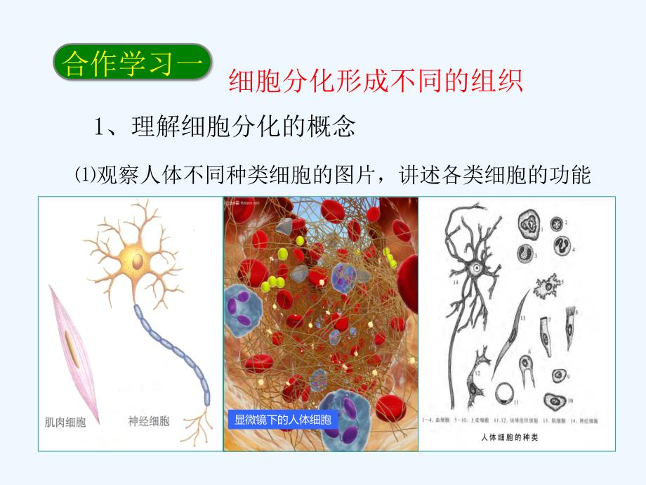 生物人教版七年级上册第二节.动物体的结构层次.动物体的结构层次_第4页