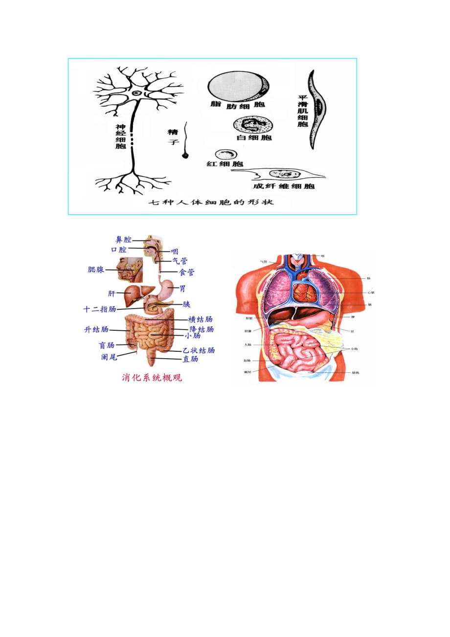 生物人教版七年级上册相关图片_第1页