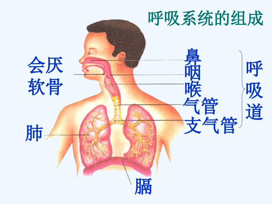 生物人教版七年级下册3.2.1呼吸道对空气的处理_第2页