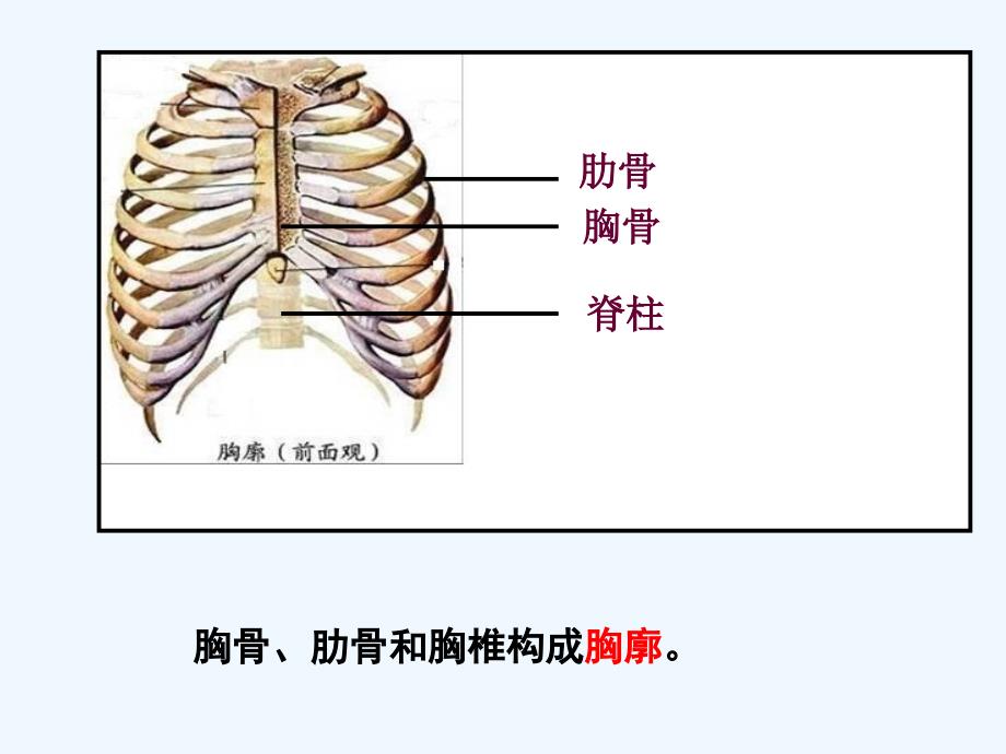 生物人教版七年级下册发生在肺内的气体交换.3.2发生在肺里的气体交换_第3页