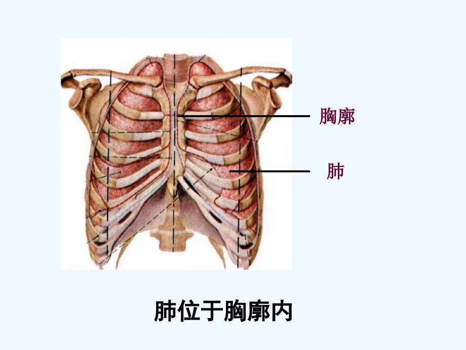 生物人教版七年级下册发生在肺内的气体交换.3.2发生在肺里的气体交换_第4页