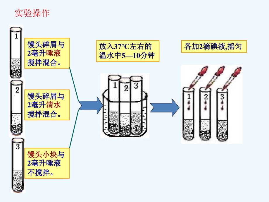 生物人教版七年级下册探究：馒头在口腔中的消化_第2页