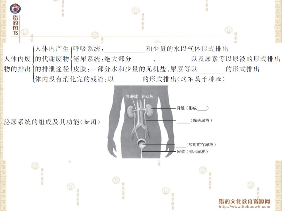 中考精英生物人教版课件第五章　人体内废物的排出_第4页