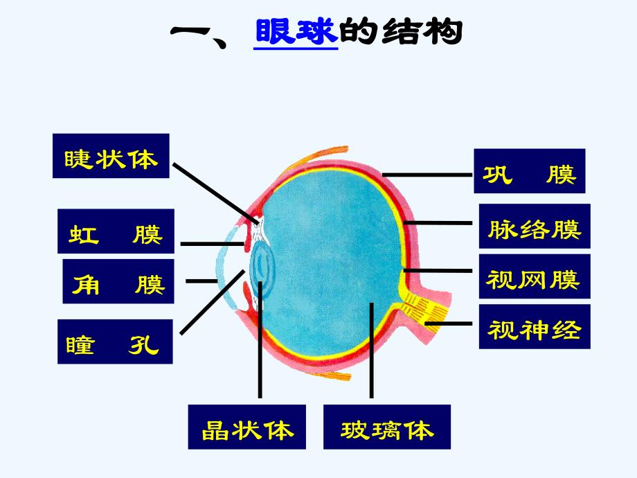 生物人教版七年级下册眼和视觉课件_第3页