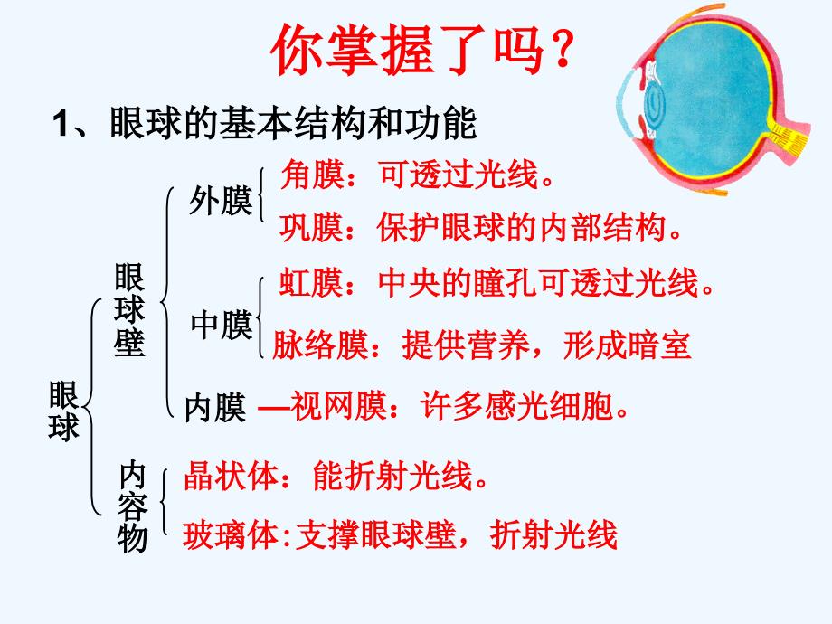 生物人教版七年级下册眼和视觉课件_第4页