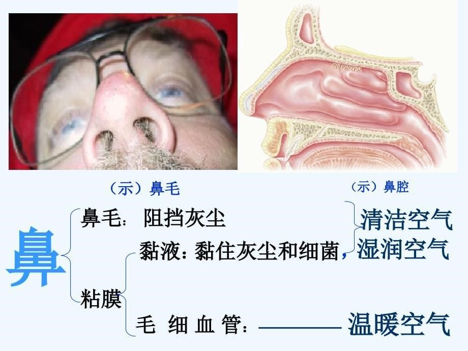 生物人教版七年级下册呼吸道对空气的处理第一课时_第5页