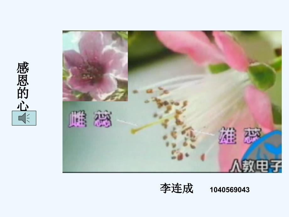 生物人教版七年级上册“开花和结果”课件_第1页