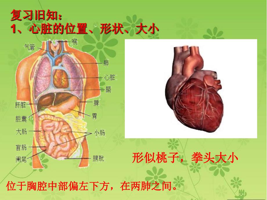 生物人教版七年级下册输送血液的泵—心脏 第二课时_第2页