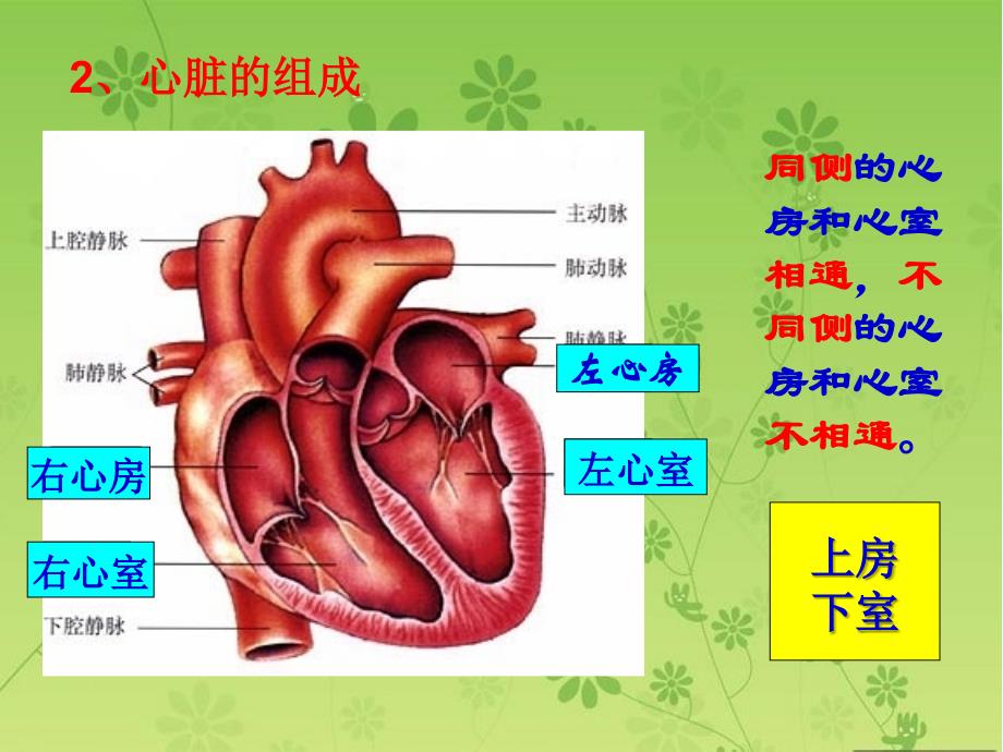 生物人教版七年级下册输送血液的泵—心脏 第二课时_第3页