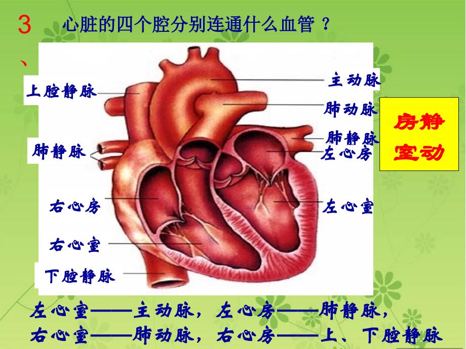 生物人教版七年级下册输送血液的泵—心脏 第二课时_第4页