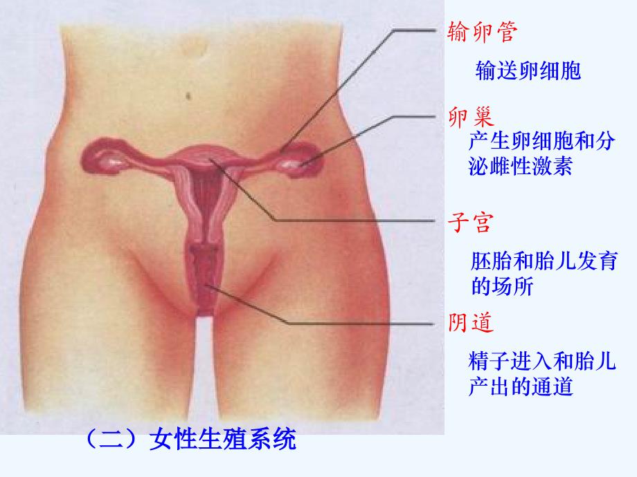 生物人教版七年级下册第二节《人的生殖》_第4页