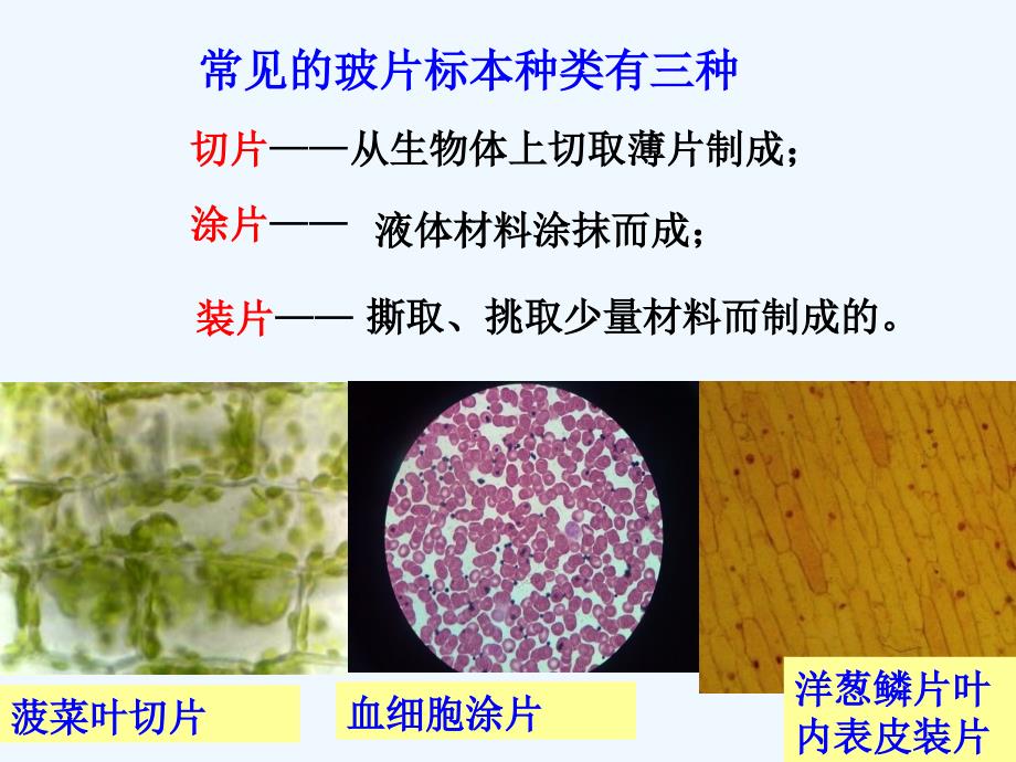 生物人教版七年级上册赤湾学校--秦丽--《植物细胞》课件_第4页