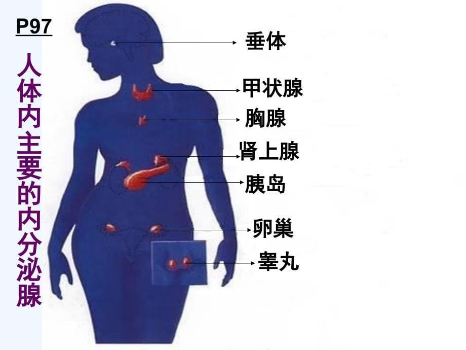 生物人教版七年级下册激素调剂_第5页