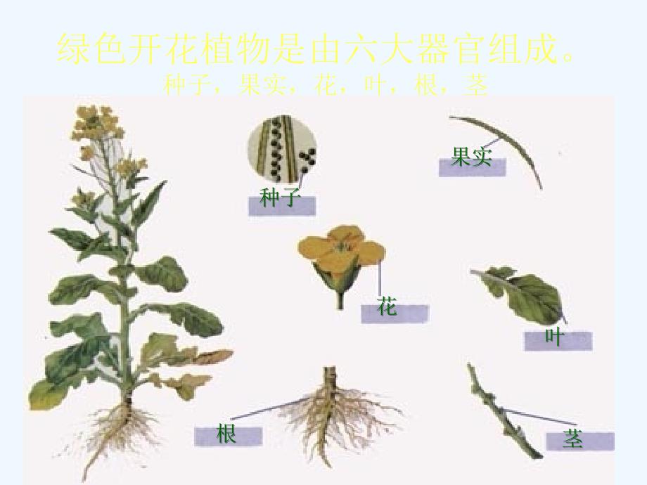 生物人教版七年级上册第三章 第二节 《植物体的结构层次》教学设计_第4页