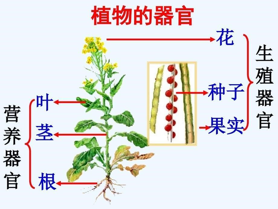 生物人教版七年级上册第二单元第二章细胞怎样构成生物体第三节植物体的结构层次_第5页