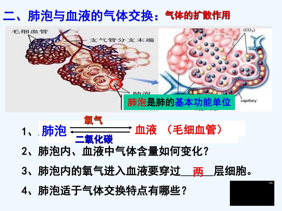 生物人教版七年级下册第二节 发生在肺内的气体交换（第二课时）_第3页