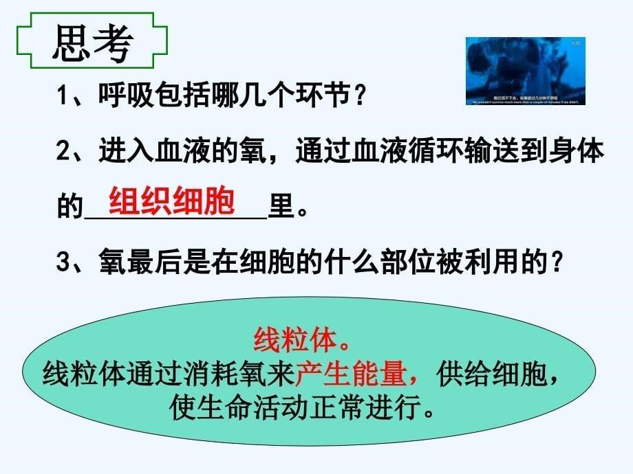 生物人教版七年级下册第二节 发生在肺内的气体交换（第二课时）_第5页