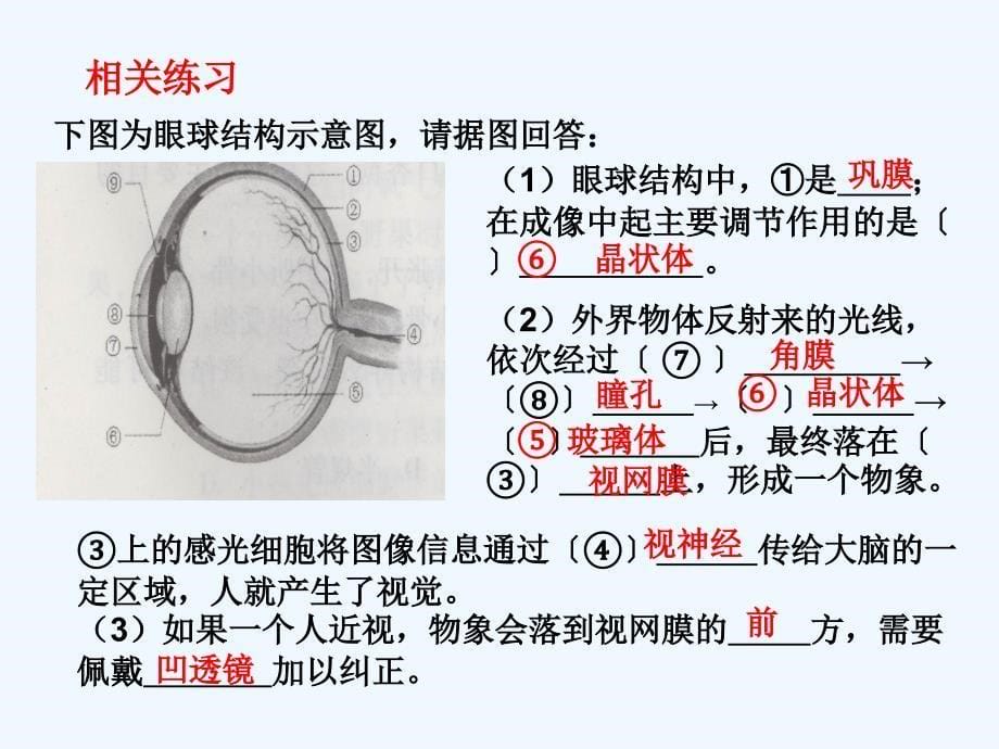 生物人教版七年级下册四、人体通过神经系统和内分泌系统调节生命活动_第5页