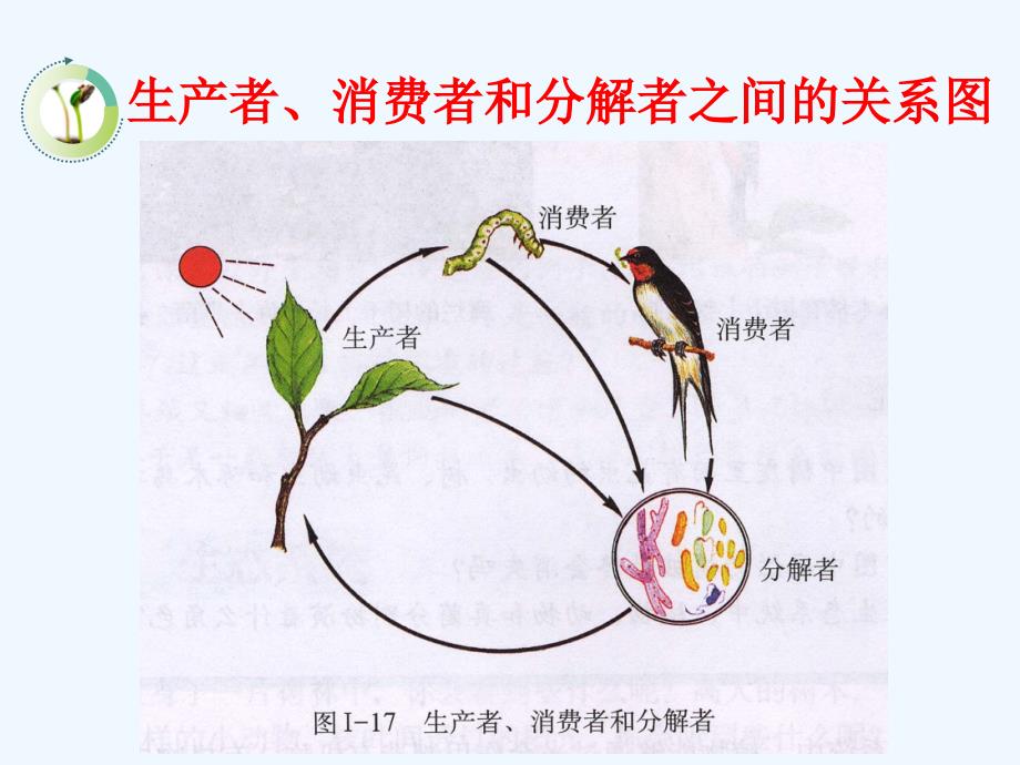 生物人教版七年级上册生物与环境组成生态系统第二课时_第4页